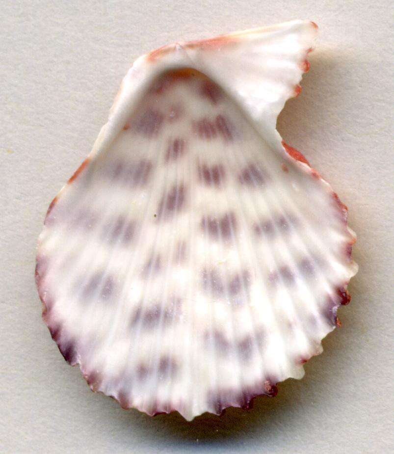 Image of Caribachlamys ornata (Lamarck 1819)