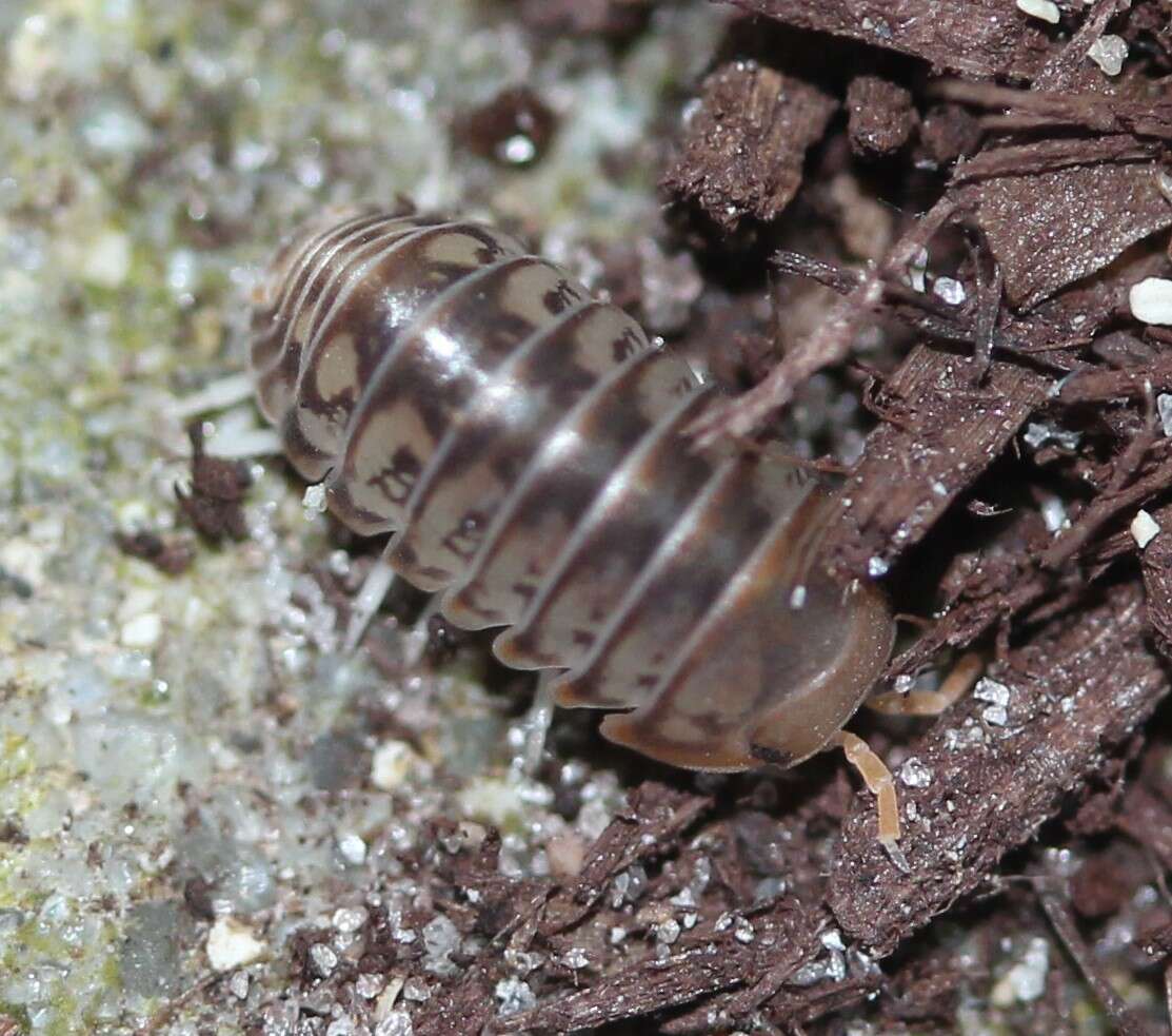 Image of Pillbug