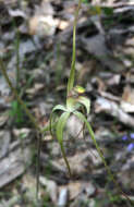 Image of Frail spider orchid