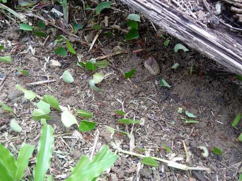 Image of Leaf-cutter ant