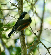 Image of Cape Batis