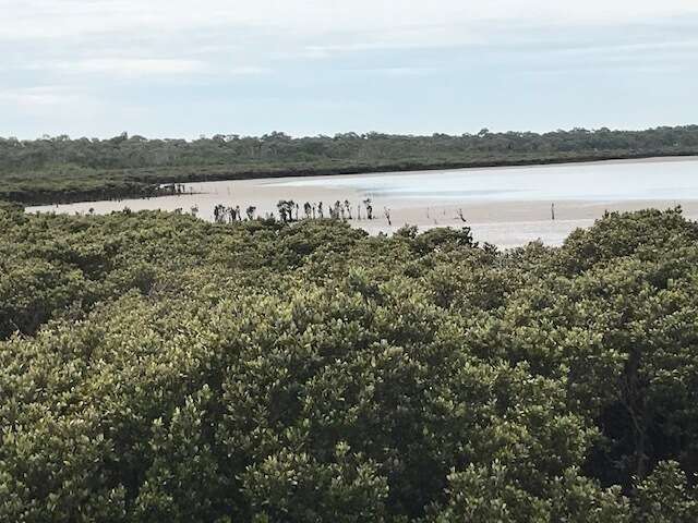 Image of Gray Mangrove