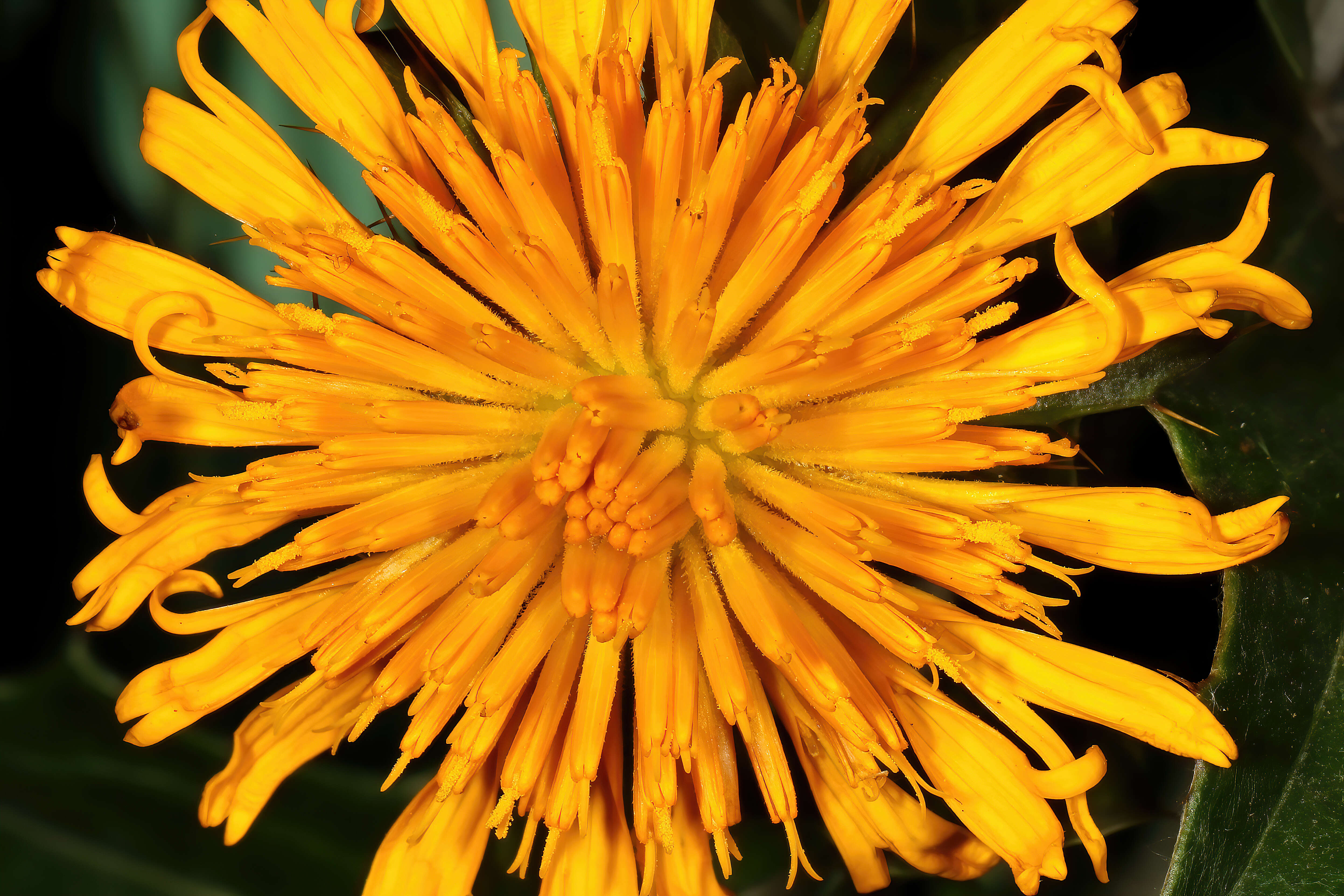 Image of Berkheya fruticosa (L.) Ehrh.