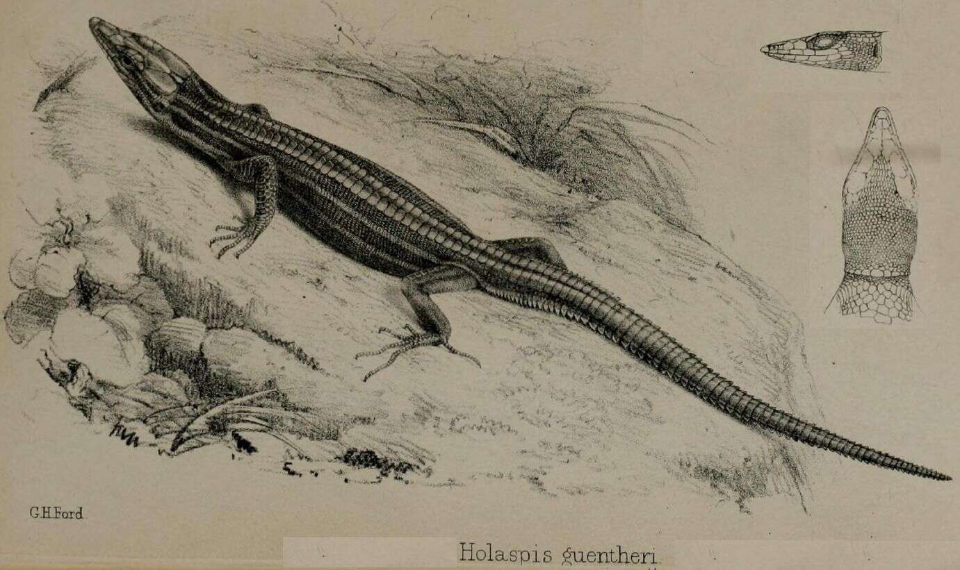 Image of Sawtail Lizard