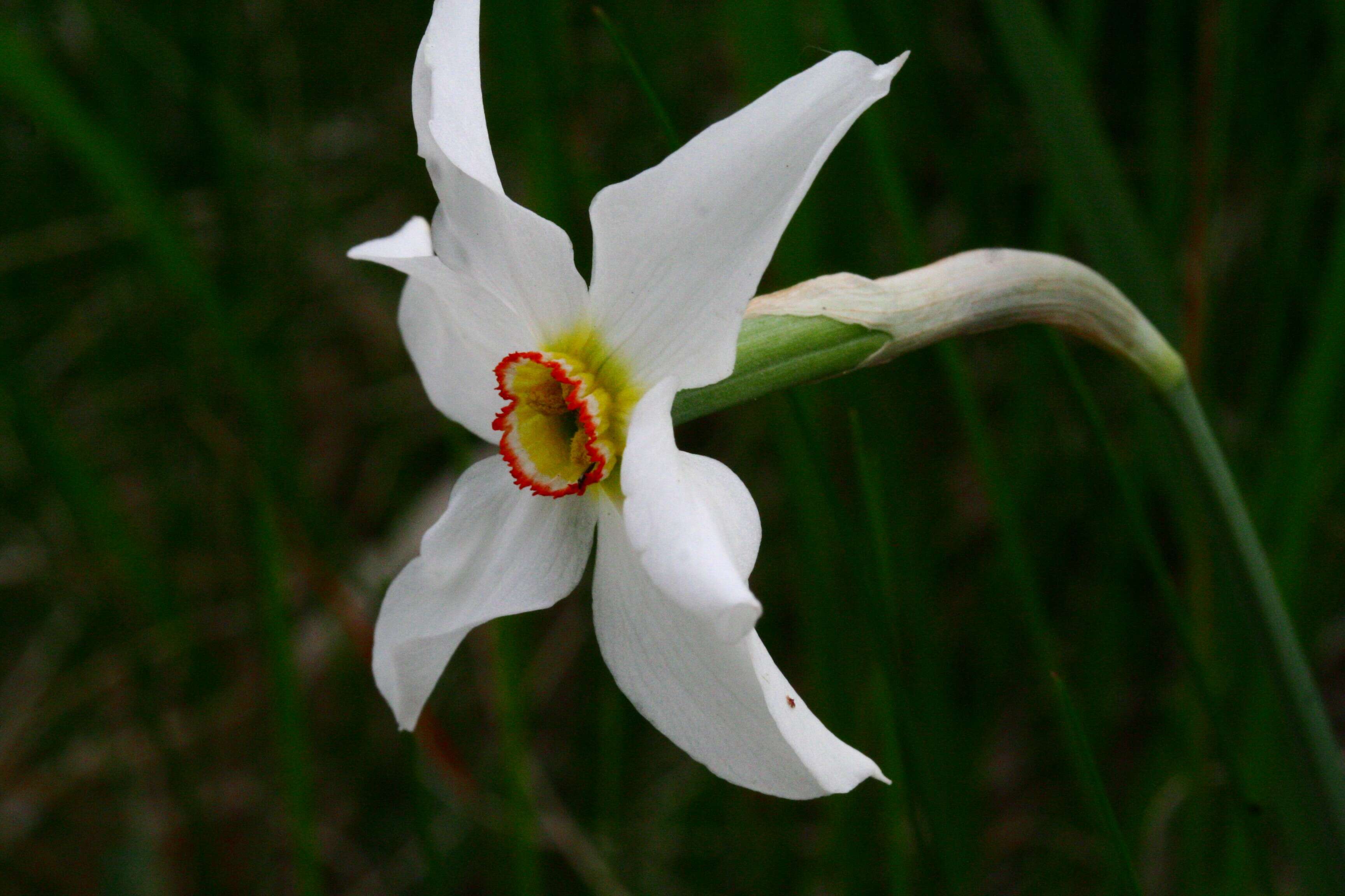 Image of Pheasant's-eye narcissus