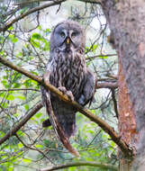 Image of Great Gray Owl