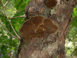 Image de Polypore du robinier