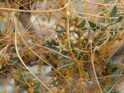 Image of chaparral dodder