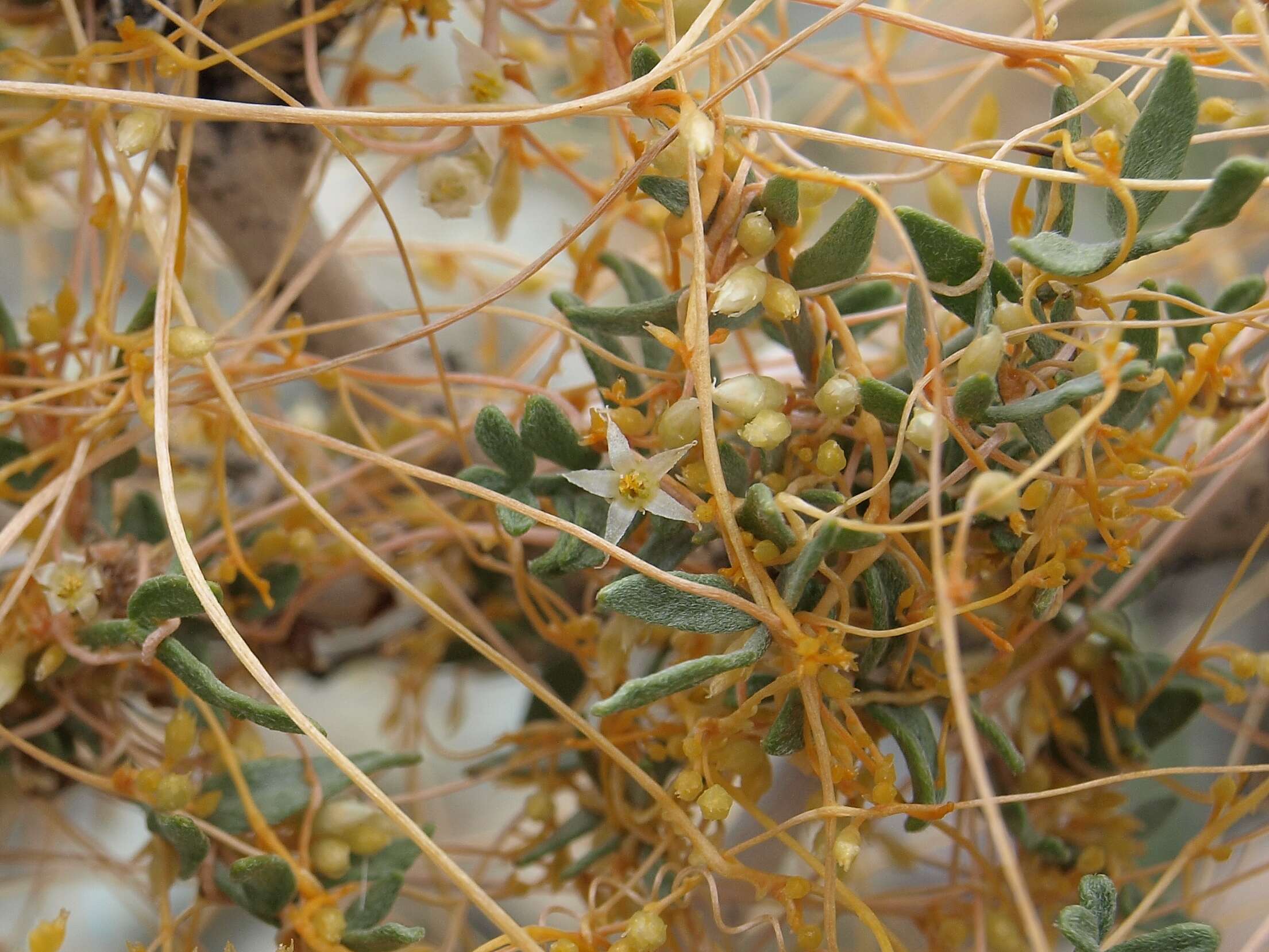 Image of chaparral dodder