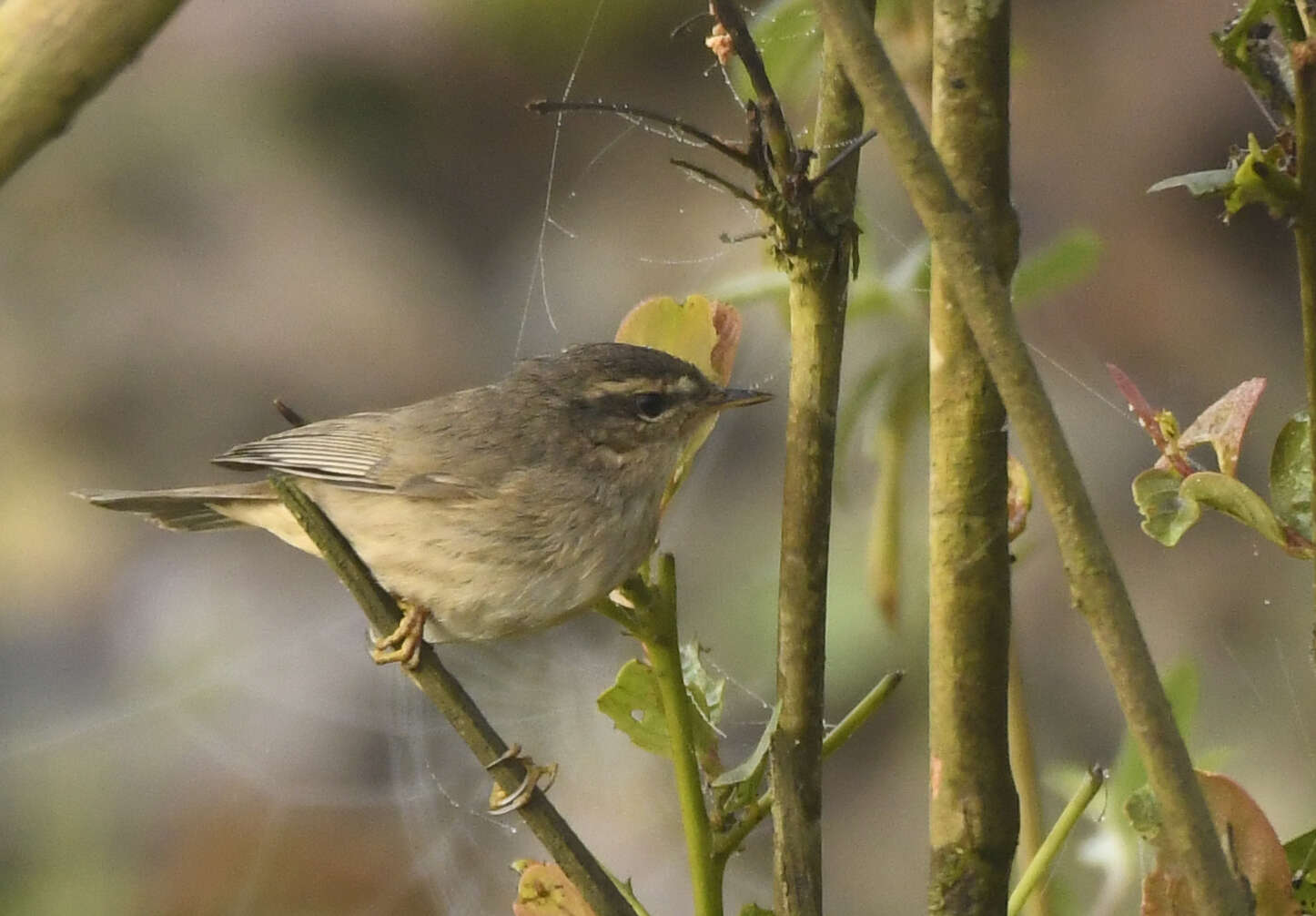 Image de Pouillot brun