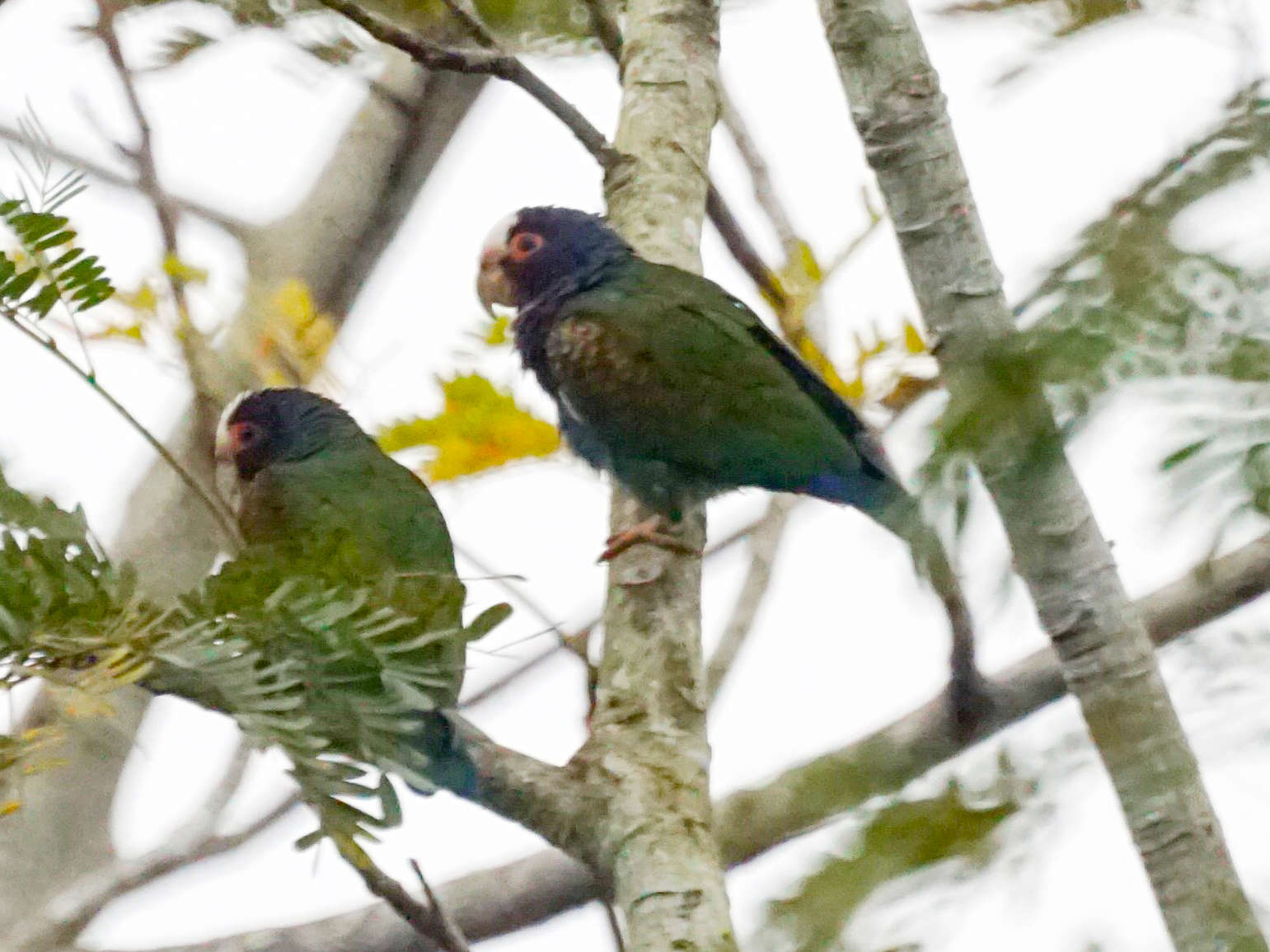 Image of White-crowned Parrot