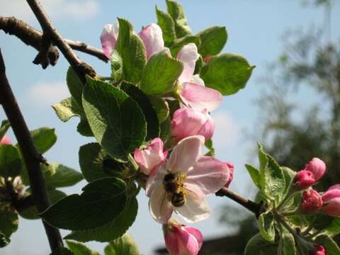 Imagem de Malus sylvestris subsp. orientalis (Uglitzk.) Browicz