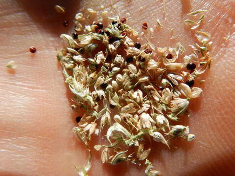 Image of redroot amaranth