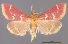 Image of Raspberry Pyrausta