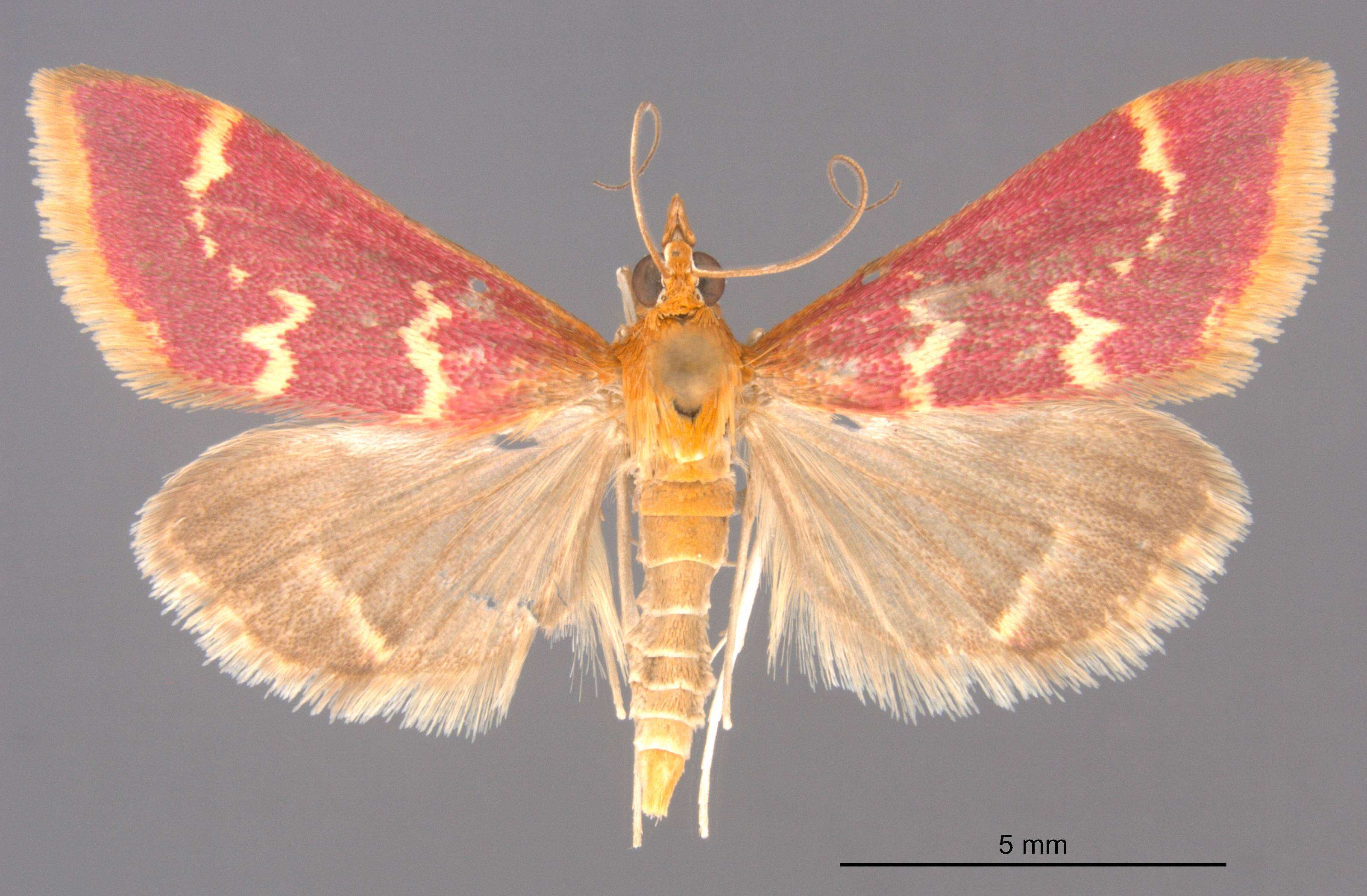 Image of Raspberry Pyrausta