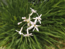 Tulbaghia violacea Harv. resmi