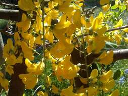 Image of Common Laburnum