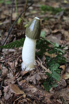 Image of Stinkhorn