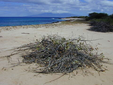 Image of Hawai'ian cotton