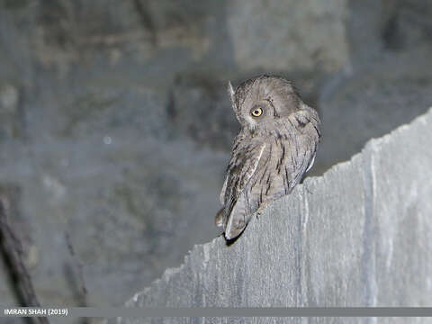 Image of Pallid Scops Owl