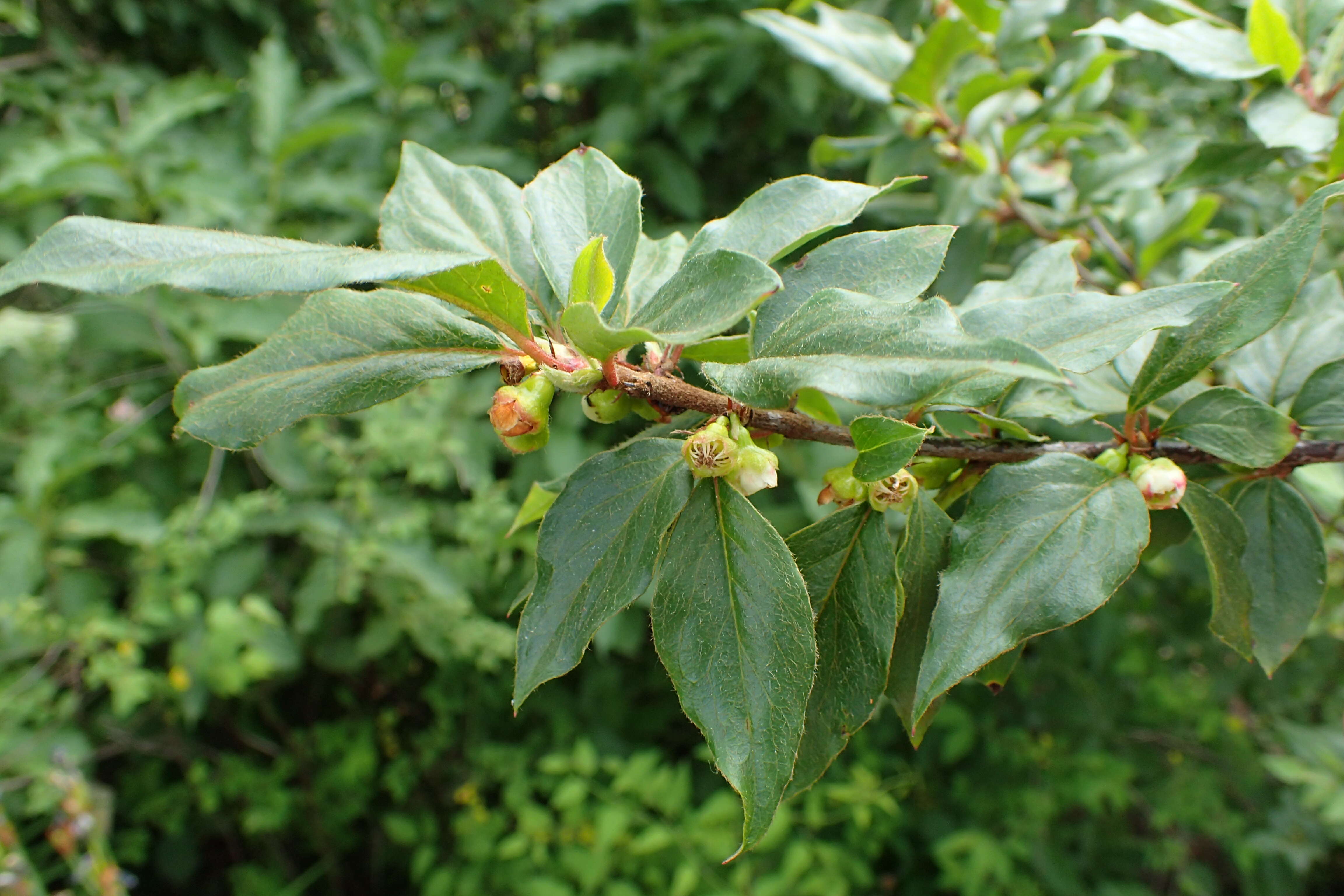 Imagem de Cotoneaster acuminatus Lindl.