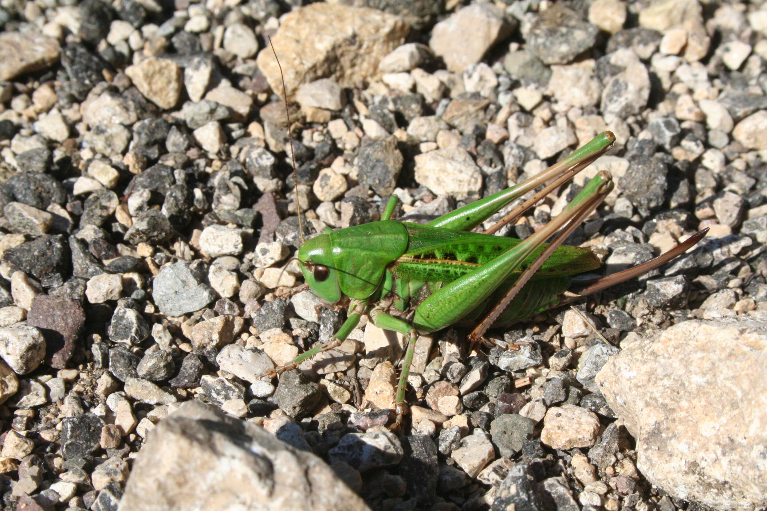 Image of Wart-biter cricket