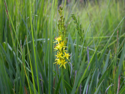 Image of Bog asphodel