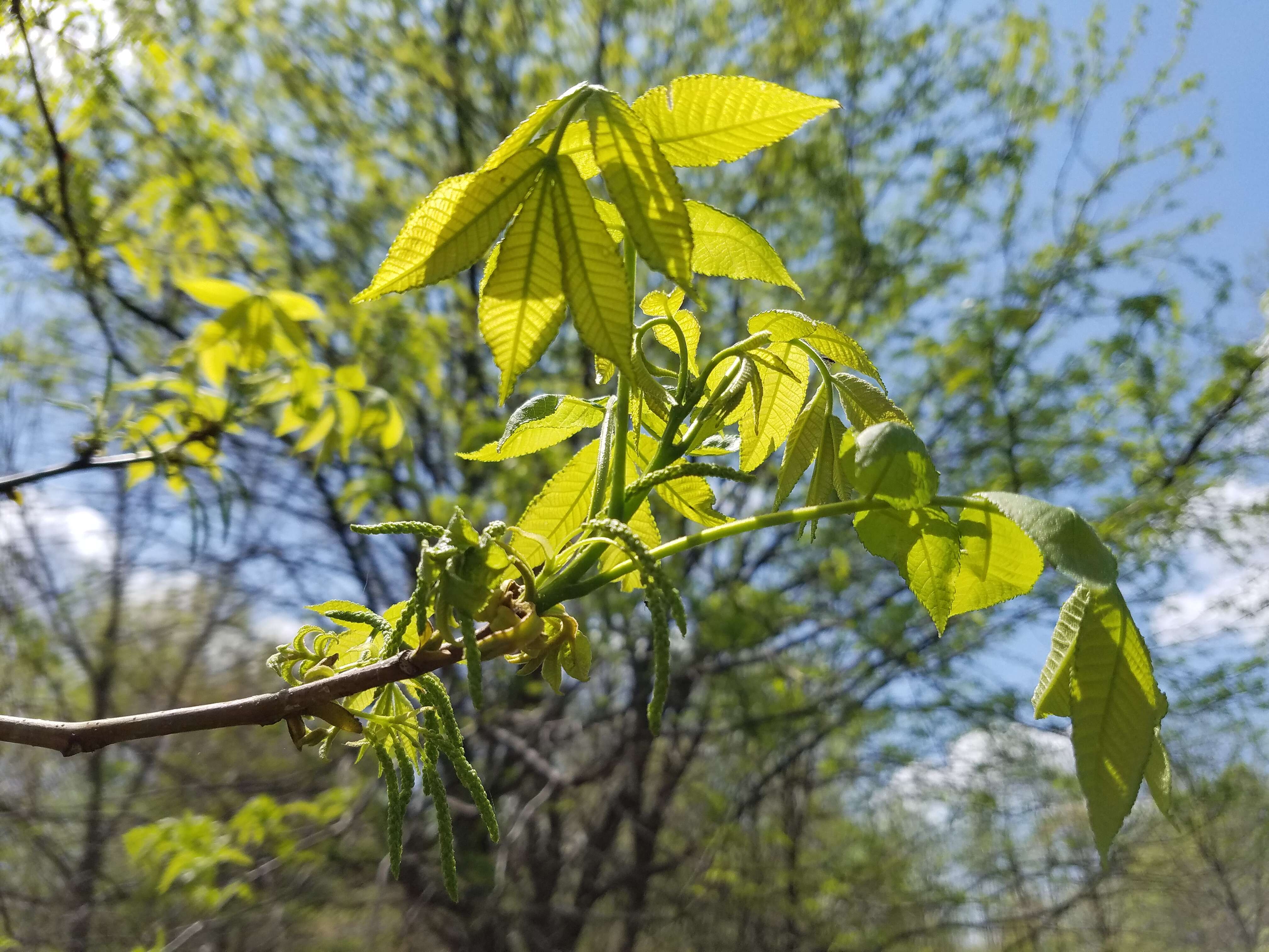 Image of bitternut hickory