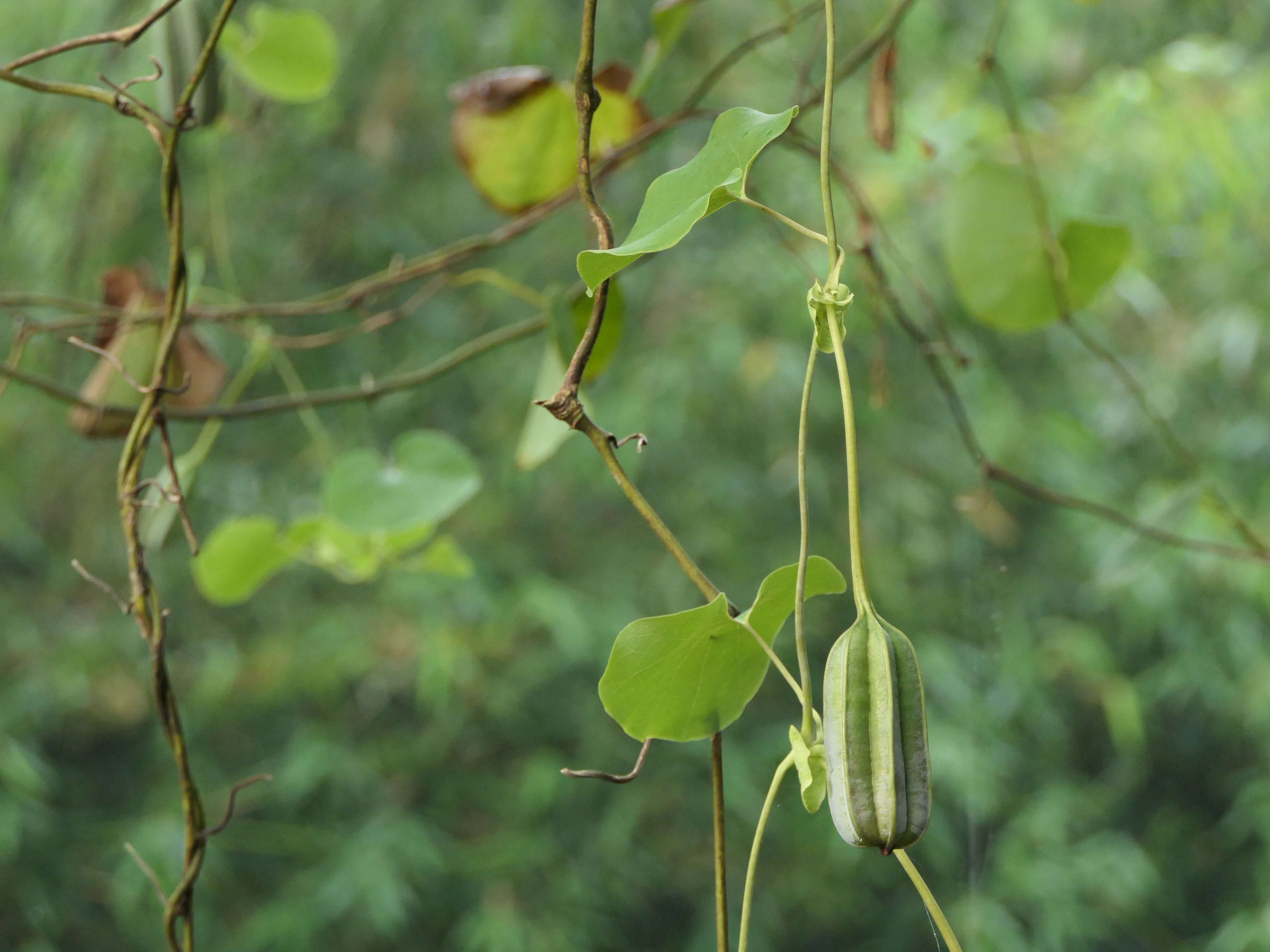 Image de Aristolochia ringens Vahl