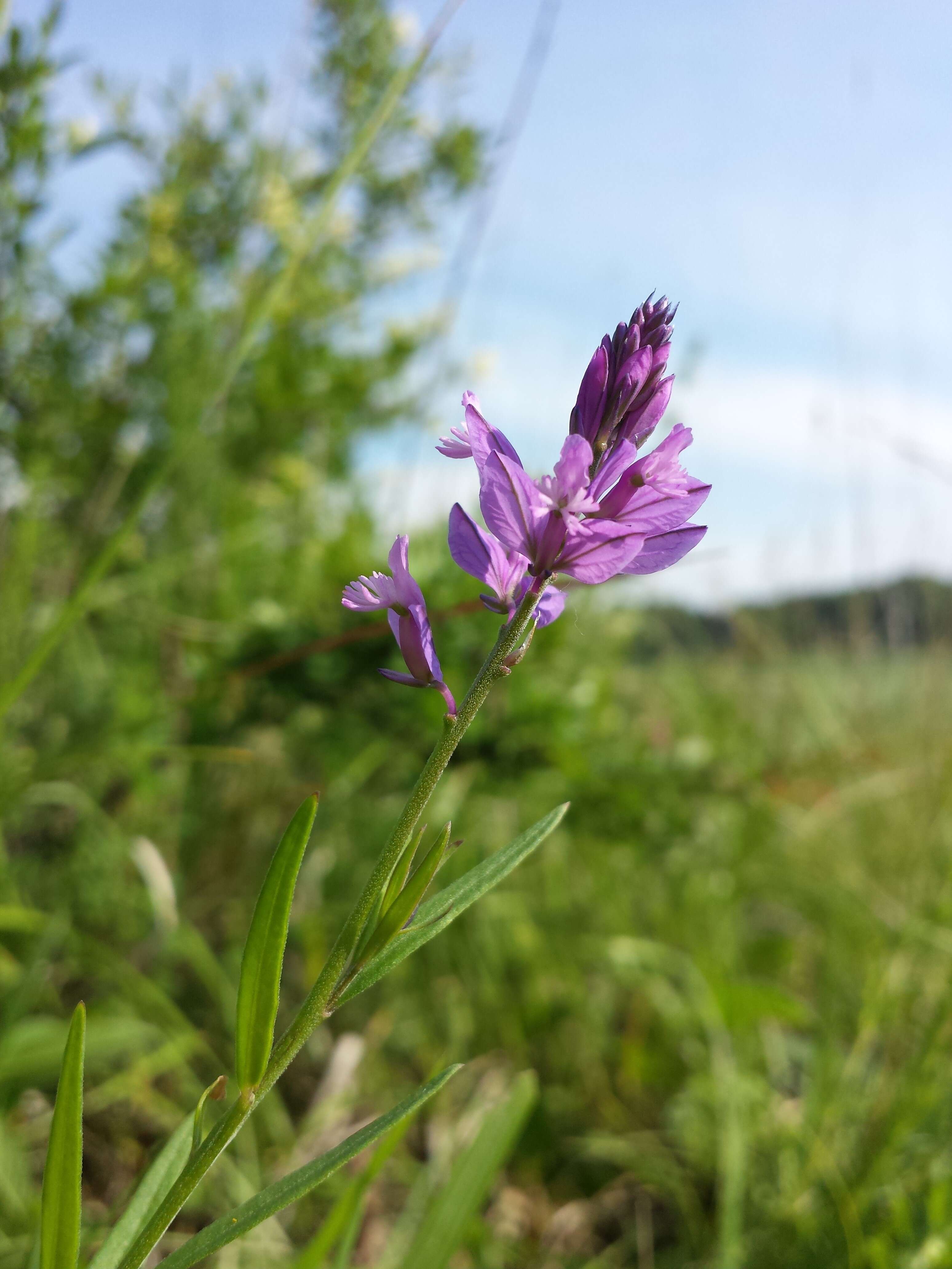 Image of tufted milkwort