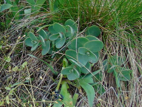 Image of Orpine