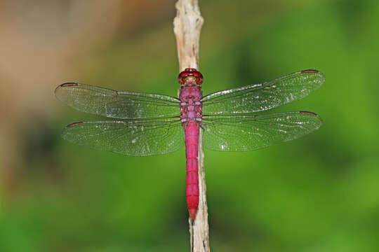 Image of Carmine Skimmer