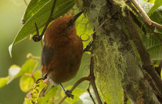 Image of Rusty-headed Spinetail