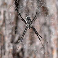 Imagem de Argiope ocyaloides L. Koch 1871