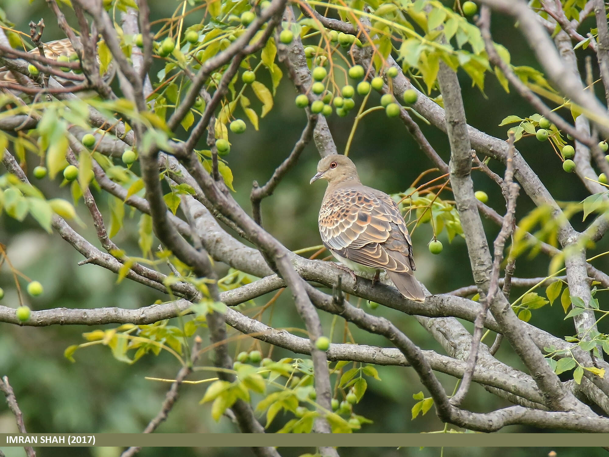 Image of Oriental Turtle Dove