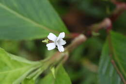 Image of Viola stipularis Sw.