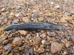 Image of ash-black slug