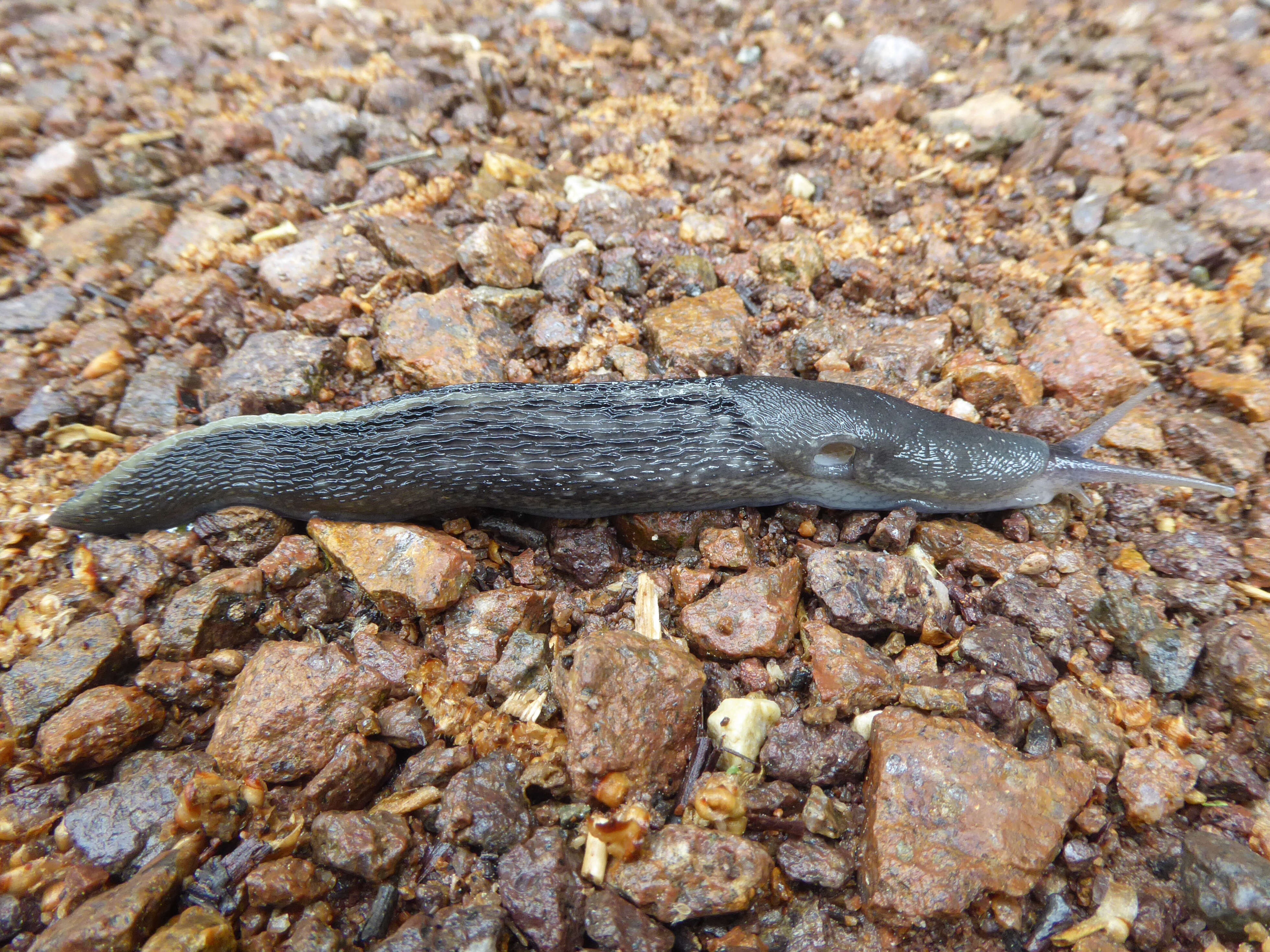 Image of ash-black slug