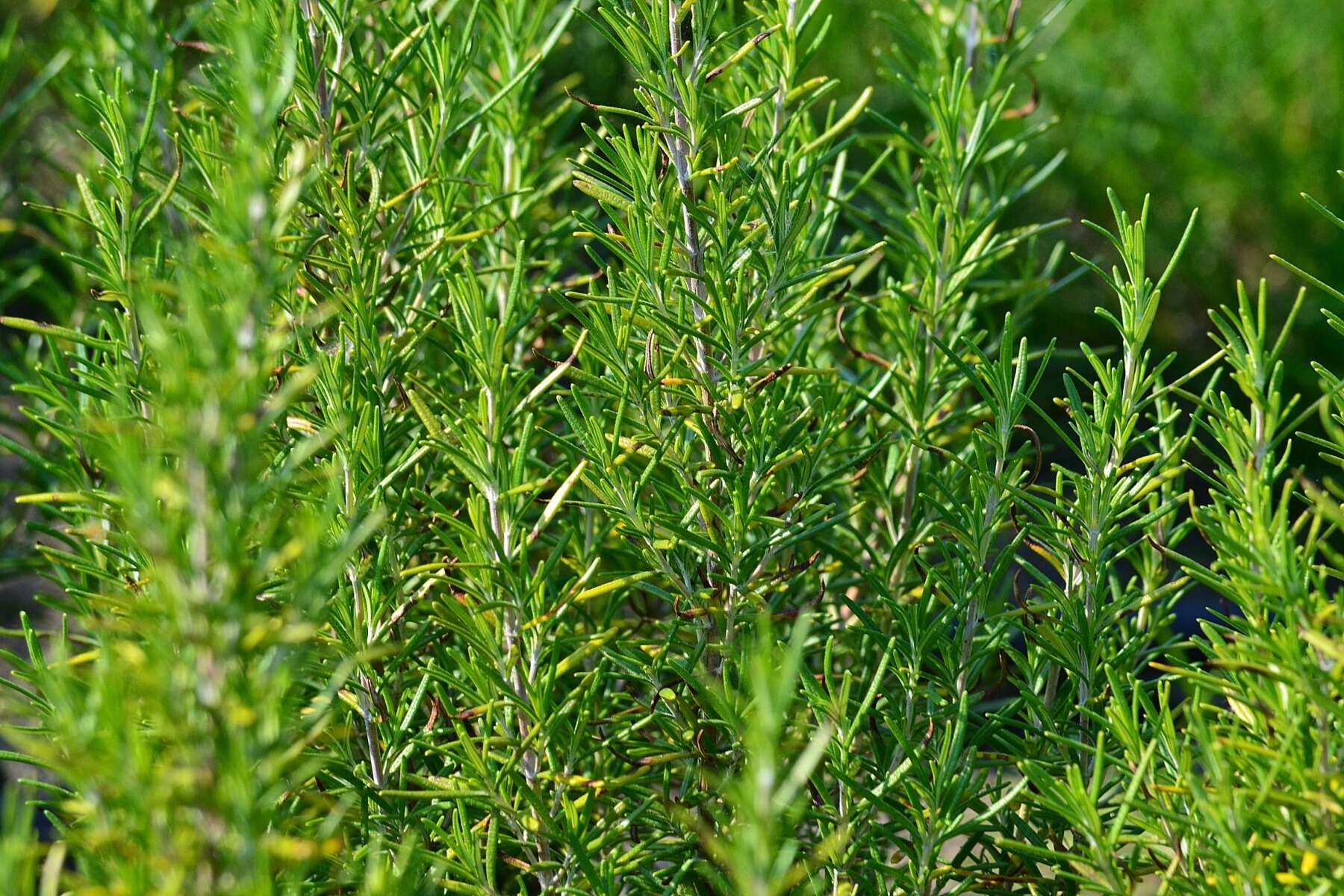 Image of Rosemary