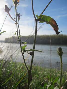 Image of hawkweed oxtongue