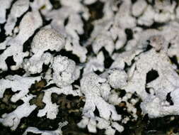 Image of Blue-gray rosette lichen