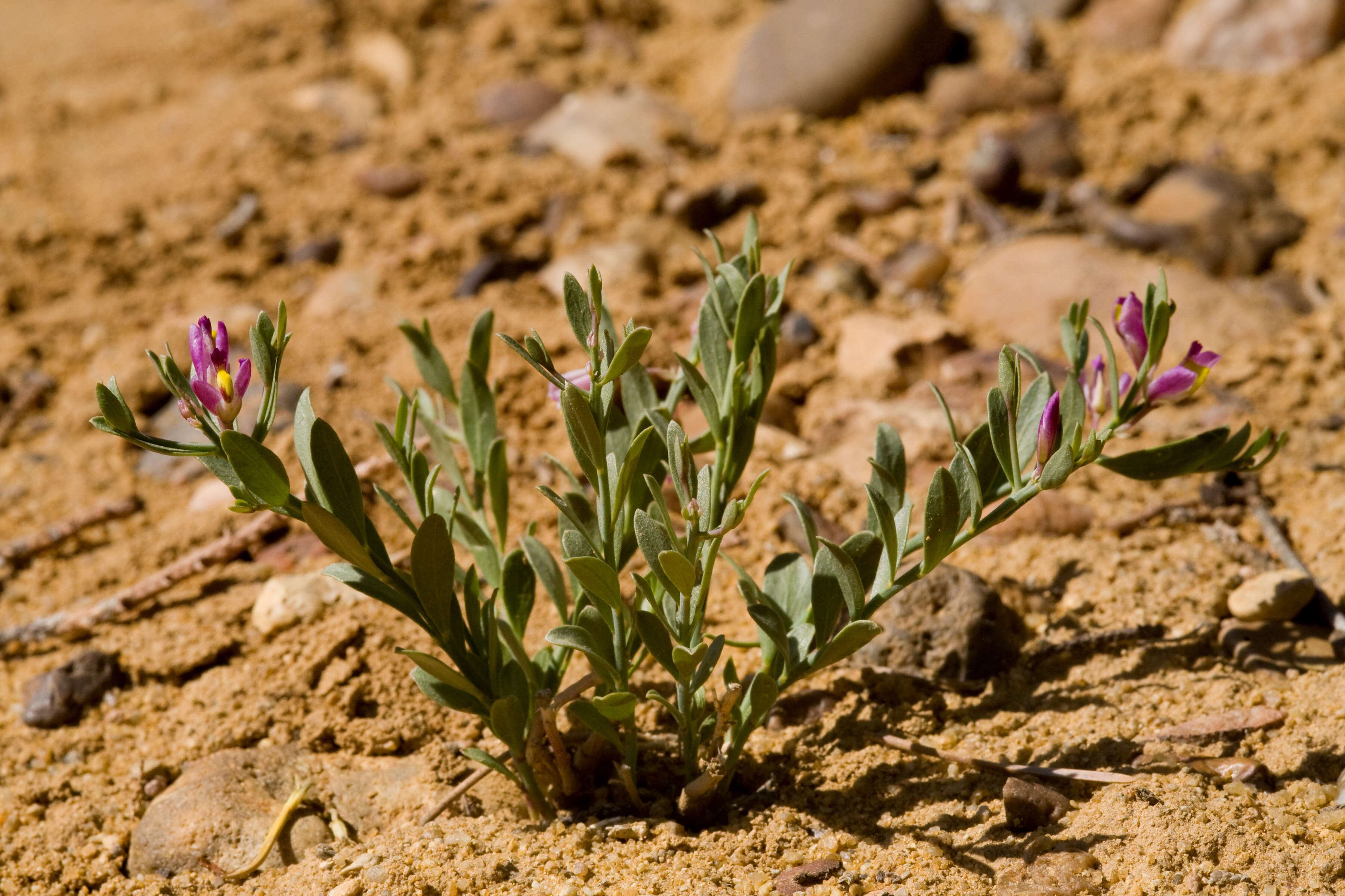 Image of Milkwort