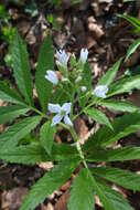 Image of Pinnate Coralroot