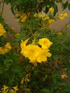 Image of Yellow bells