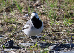 Image of Pied Wagtail and White Wagtail