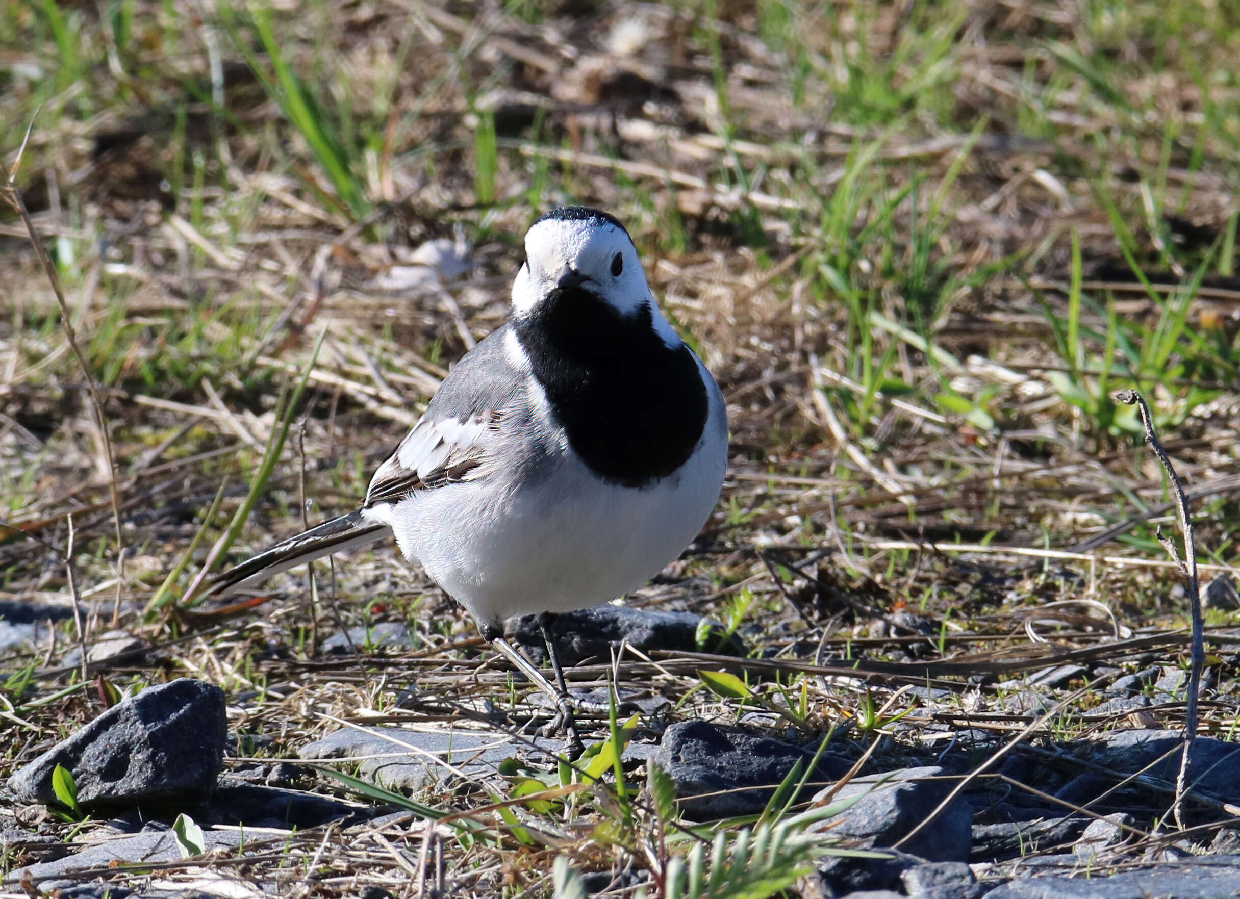 Image of Pied Wagtail and White Wagtail