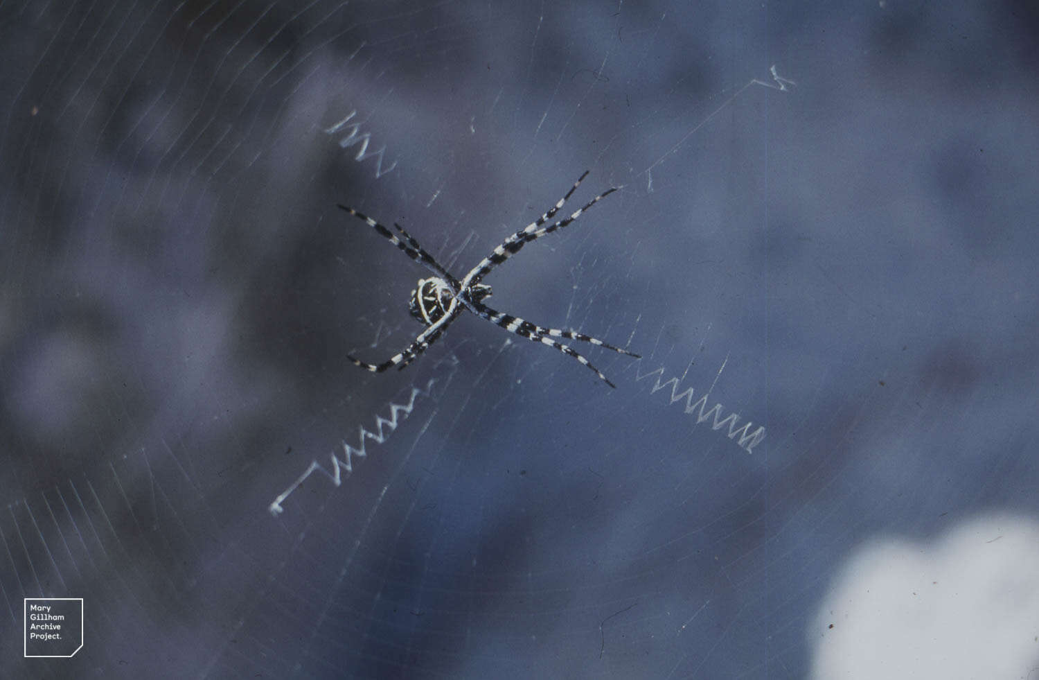 Image of St Andrews cross spider