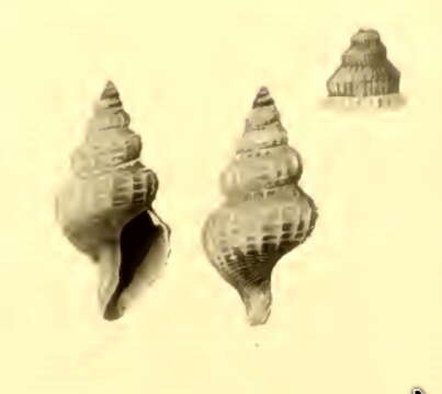 Image of Neopleurotomoides rufoapicata