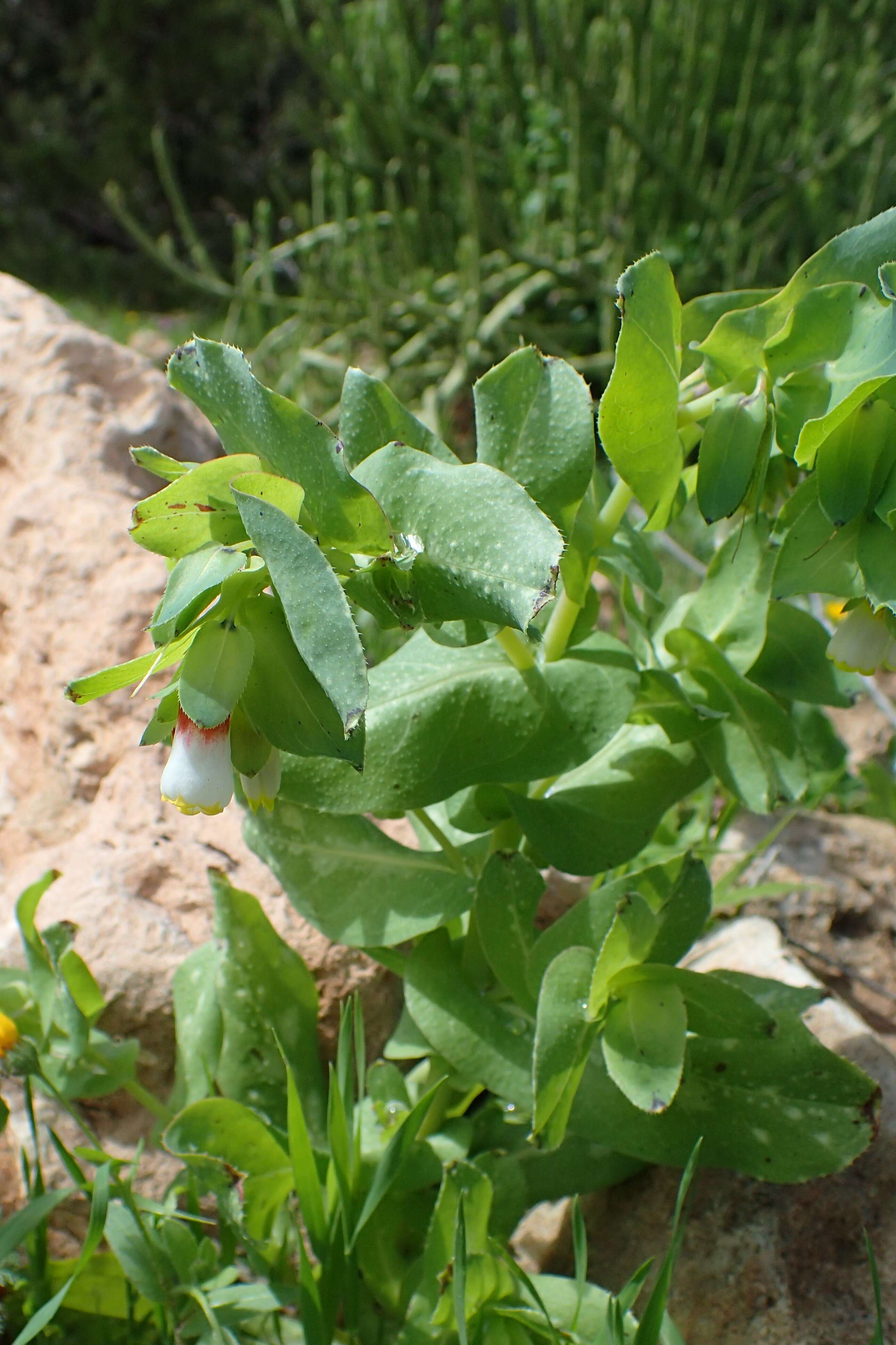 Cerinthe major L. resmi