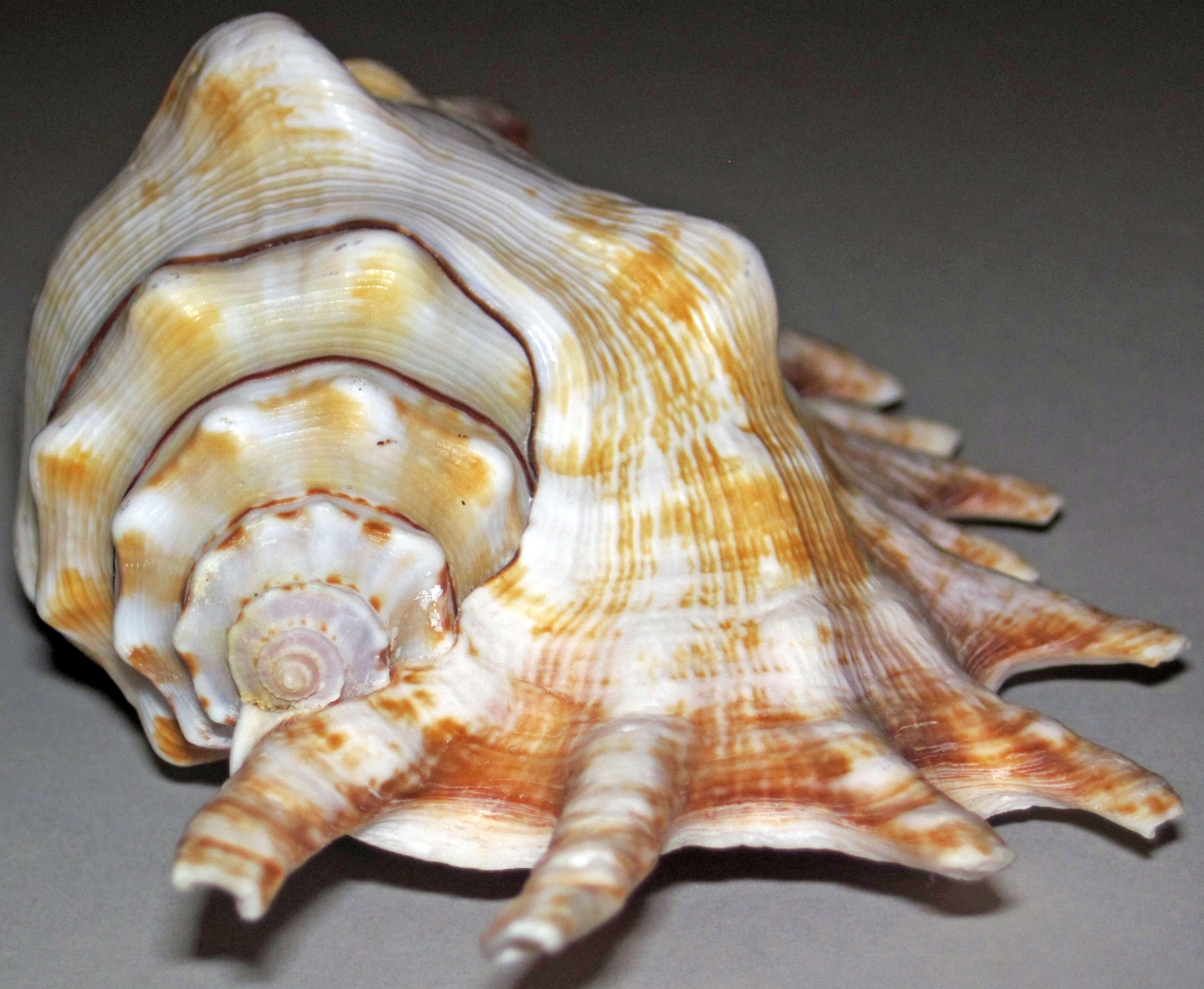 Image of milleped spider conch